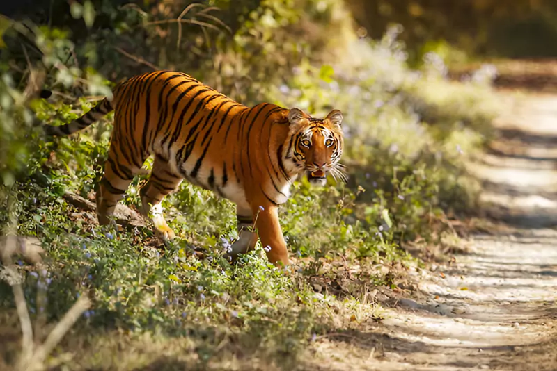 Central India Wildlife: Famous National Parks of Madhya Pradesh