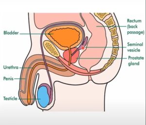 Prostate gland